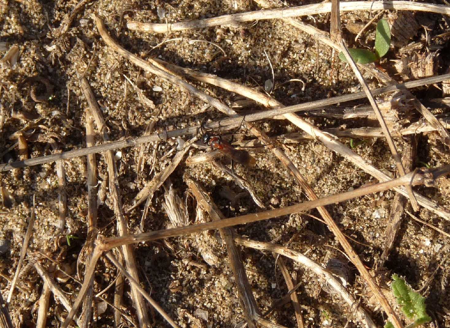 Piccolo Pompilidae